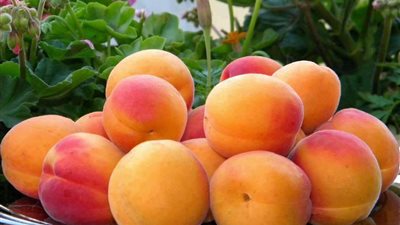 تفسير رؤية المشمش في المنام للحامل والعزباء والمتزوجة