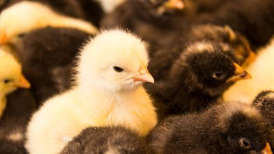 أسعار الدواجن اليوم الاثنين.. لحم البط الفرنساوي بـ 24.5 جنيه للكيلو والمسكوفي بـ 47.25