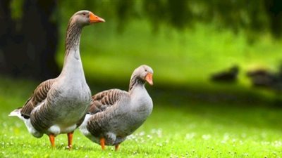 رؤية الأوز في المنام «خير» للحامل والعزباء والمتزوجة