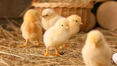 أسعار الدواجن اليوم الثلاثاء.. استقرار عام للفراخ والبيض