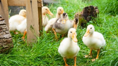 أسعار الدواجن اليوم السبت.. ارتفاع البيض الأبيض ولحم البط المسكوفي بـ 47.25 جنيه للكيلو