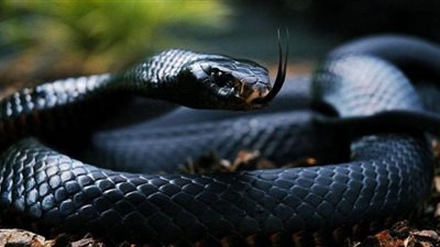 إذا رأيتِ في منامك الثعبان الأسود.. فسارعي بقراءة الأذكار لحماية أسرتك
