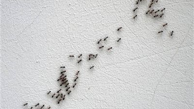 علماء الدين: النمل في البيت دليل على الحسد وأشياء أخرى 