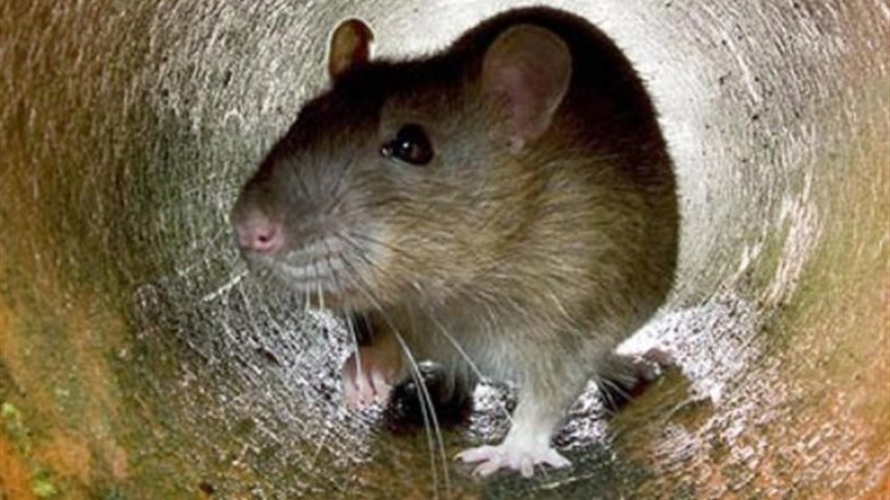 تفسير رؤية الفأر