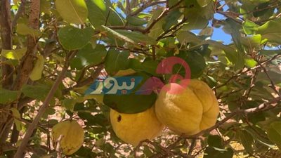 6 فوائد لن تصدقيها لـ