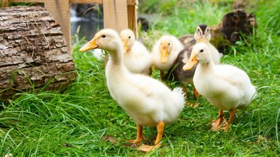 أسعار الدواجن اليوم الجمعة.. الفراخ البيضاء تواصل الارتفاع وتصل 33 جنيهًا للكيلو