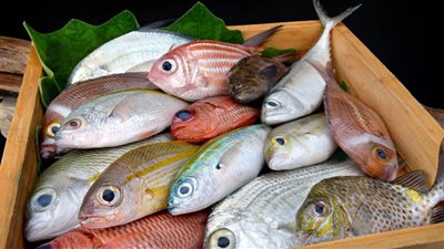 أسعار الأسماك اليوم السبت.. البلطي بدرجاته يعود للاستقرار بعد ارتفاعه