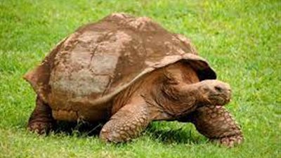 تفسير رؤية السلحفاة في المنام.. للحامل والعزباء والمتزوجة