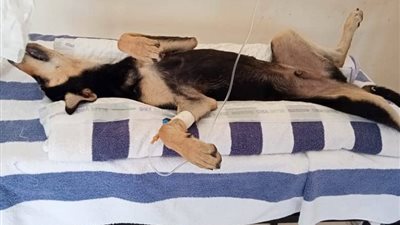 لسلامة أسرتك.. انطلاق فعاليات حملة لتطعيم الكلاب الضالة بشرم الشيخ