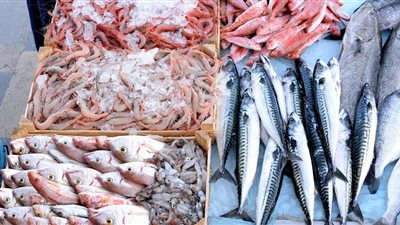 أسعار الأسماك اليوم الثلاثاء.. البلطي درجة أولى يصل 35 جنيهًا للكيلو ورقم 2 بـ 27