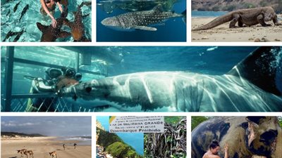 من القروش للتنانين.. 7 شواطئ في العالم تقربك من الموت