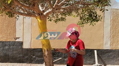 «بإيدينا نجملها» حملة طالبات ومعلمات «الأهرام» لاستقبال العام الدراسي الجديد بطور سيناء