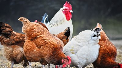 أسعار الدواجن اليوم الخميس.. الفراخ البيضاء تستمر في الارتفاع والبيض الأحمر يصل 76	