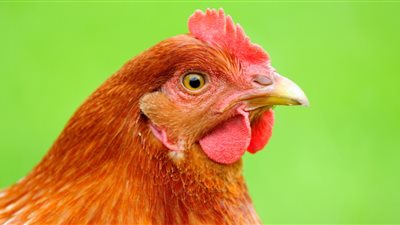 أسعار الدواجن اليوم الجمعة.. الفراخ والبيض يشهدان موجة عالية وشعبة الدواجن تحذر التجّار	