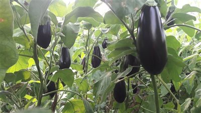 لا تتخلصي من قشر الباذنجان.. 5 فوائد سحرية لا تتخيليها