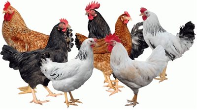 أسعار الدواجن اليوم السبت.. الفراخ البيضا تعاود الارتفاع وتراجع مفاجئ للساسو	