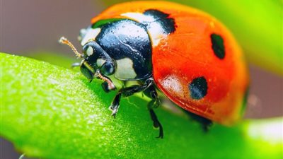 «صبغة الخنفساء - المادة E120».. يُستخرج كيلو جرام من 150 ألف حشرة