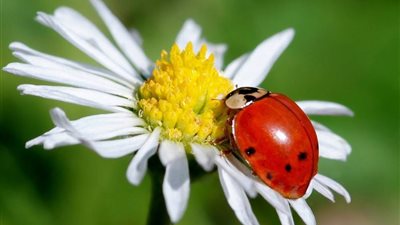 تستخرج من أنثي الكوشينيل.. ما هي صبغة الخنفساء المستخدمة في الأطعمة ومستحضرات التجميل؟