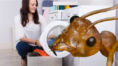 احذري «الملابس المتسخة» بمنزلك.. فهي الطعام المفضل لحشرة «نمل النار الأحمر» المتوحشة