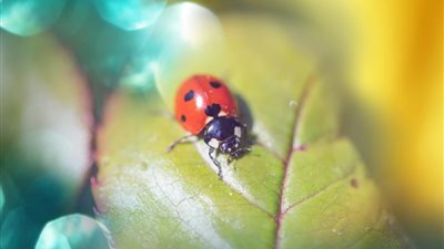 احذري.. صبغة الخنفساء قد تُصيب طفلك بفرط النشاط والربو