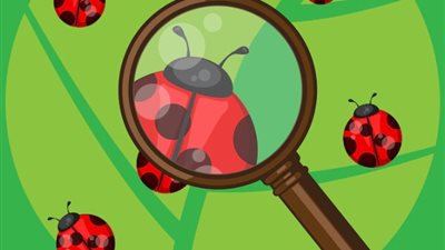 كم خنفساء تناولتها خلال حياتك؟.. أطعمة تدخل في صناعتها «صبغة الخنفساء»