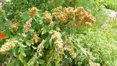 بينها تنظيم السكري وخفض الوزن.. 6 فوائد مذهلة لحبوب الكينوا 