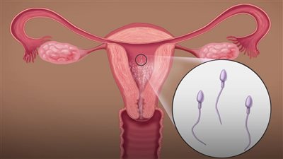 هل يمكن للمرأة أن تصبح حاملًا بالشعوذة والدجل؟.. «العلم بيقول إيه؟»
