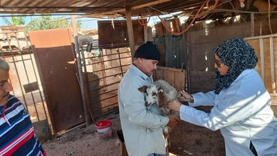 مديرة البيطري بجنوب سيناء: مستعدون لحملة تحصين المواشي ضد الحمى القلاعية 