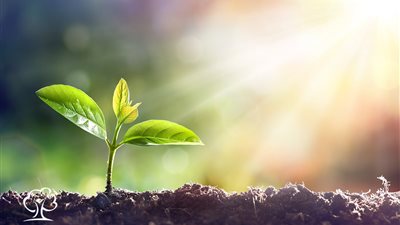 لزينة منزلك.. إليك 3 نباتات رائعة لا تحتاج للشمس 