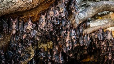 «شبيه بكورونا».. اكتشاف فيروس جديد في جنوب الصين