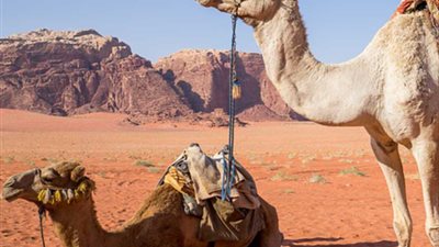 من البول إلى الكفتة.. باحثة التراث نادية عبده تعدد مزايا الإبل