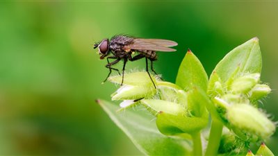لكل سيدة وفتاة.. احذري من تفسير حلم الذباب في المنام