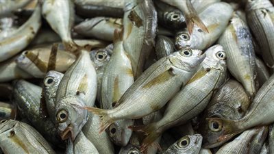 أسعار الأسماك اليوم الخميس.. الكابوريا ترتفع جنيهين للكيلو واستقرار البلطي بدرجاته