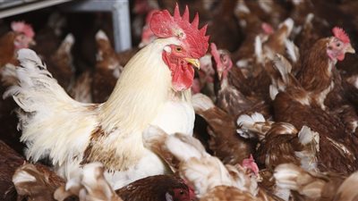 أسعار الدواجن اليوم الأحد.. كيلو الدواجن البيضاء يصل 41 جنيهًا