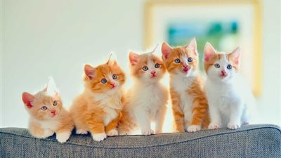 تفسير حلم القطط الصغيرة في المنام للحامل والمطلقة والعزباء