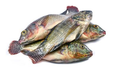 أسعار الأسماك اليوم السبت.. استقرار البلطي بالأسواق بعد تراجعه