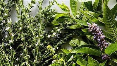 «تعالج سرطان الثدي» كل ما تريدين معرفته عن عشبة القطف