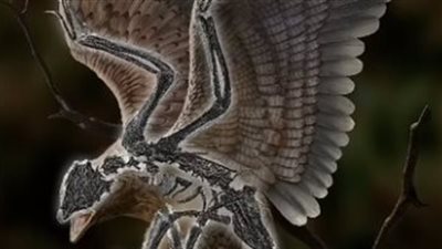 العثور على حفرية لديناصور يُشبه الطائر (صور وفيديو)