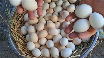 تفسير حلم جمع البيض في المنام للمتزوجة والعزباء