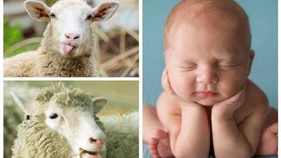 حكم العقيقة عن جنين مات قبل ولادته؟ المفتي يجيب