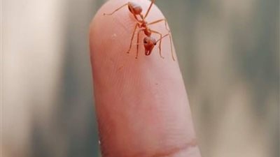 علماء: النمل لديه حاسة شم قوية لرائحة السرطان لدى الإنسان المصاب