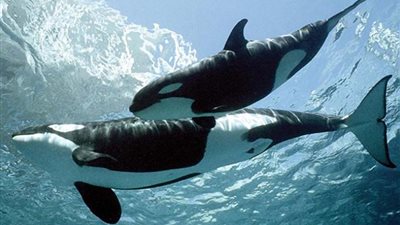 دراسة: حيتان الأوركا مهددة بالإنقراض بسبب «تضحية الأمهات»