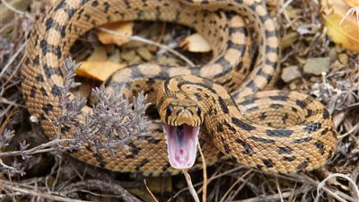 تفسير حلم لدغة الثعبان في المنام للعزباء والمتزوجة والمطلقة