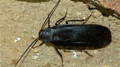 تفسير حلم الصرصار الأسود في المنام وعلاقته بتعرضك للحسد والسحر