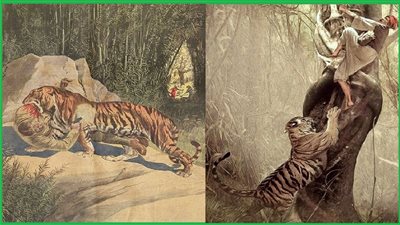 «بعد انتشال جثة نصف مأكولة» نمر يأكل البشر يثير الرعب بالهند 