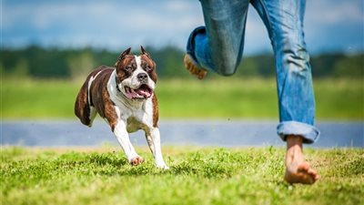 قضية أميرة شنب| «الإفتاء»: الشرع منع تربية الكلب المؤذي ويجوز قتله بهذه الحالة