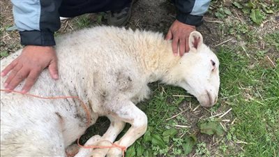 تفسير حلم الذبيحة في المنام وعلاقته بعمل أو زواج قريب