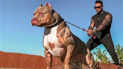 السجن وغرامة بالآلاف| عقوبات مشددة لمخالفي قانون حيازة الكلاب الشرسة