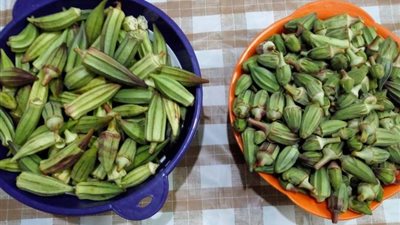 على سفرة رمضان 2023| طريقة عمل البامية الويكا بخطوات سهلة