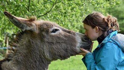في اليوم العالمي للحمير | حقائق لا تعرفيها عن أنثى الحمار